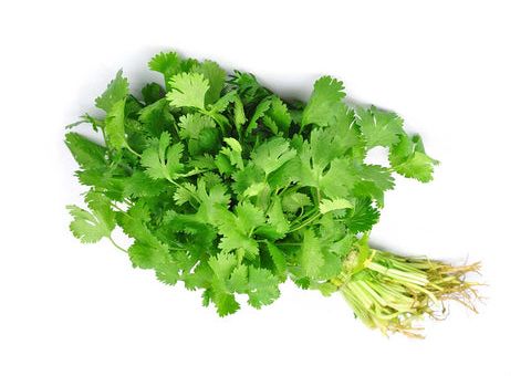 Cilantro
